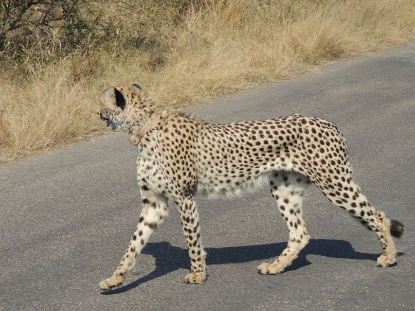 Kruger National Park: Wildlife-Watching Safari - How the half-day (or afternoon) drives typically feel