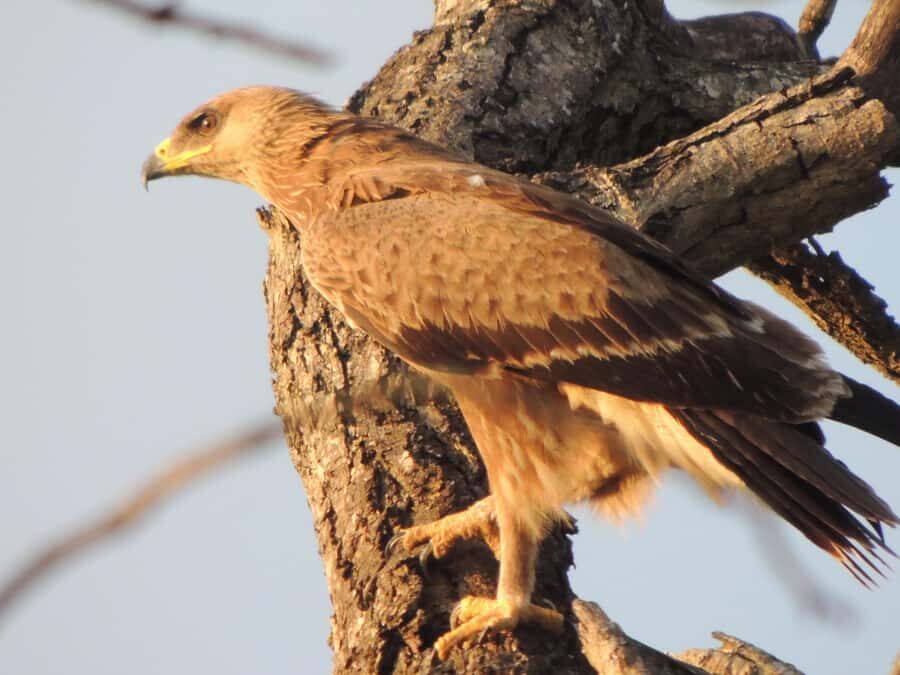 Kruger National Park: Wildlife-Watching Safari - Practical value: what you pay for at $63 per person