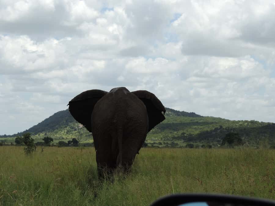 Kruger National Park: Wildlife-Watching Safari - What to bring (and what to skip)