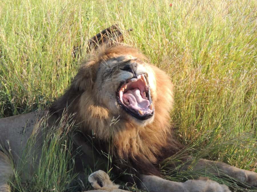 Kruger National Park: Wildlife-Watching Safari - Getting on the safari: pickup, meeting, and what you’re really walking into