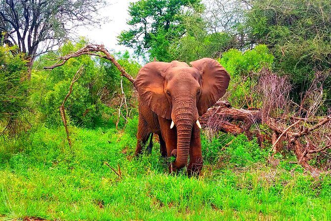 Kruger Park Full Day Guided Safari - Key highlights you’ll feel on this safari