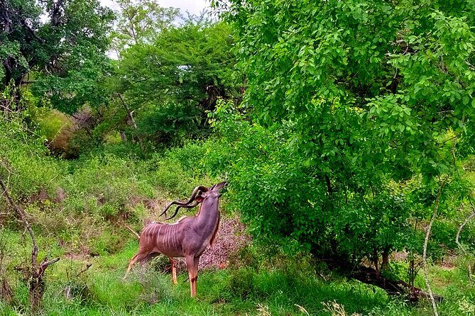 Kruger Park Full Day Guided Safari - A 5:00 am start that makes sense once you hit Kruger
