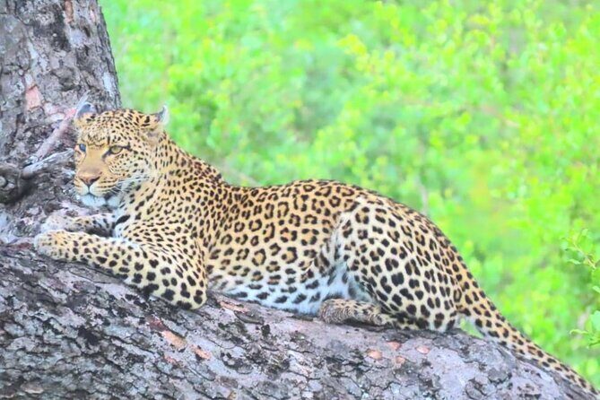 Kruger Park Full Day Guided Safari - Midday lunch and the afternoon push for sightings