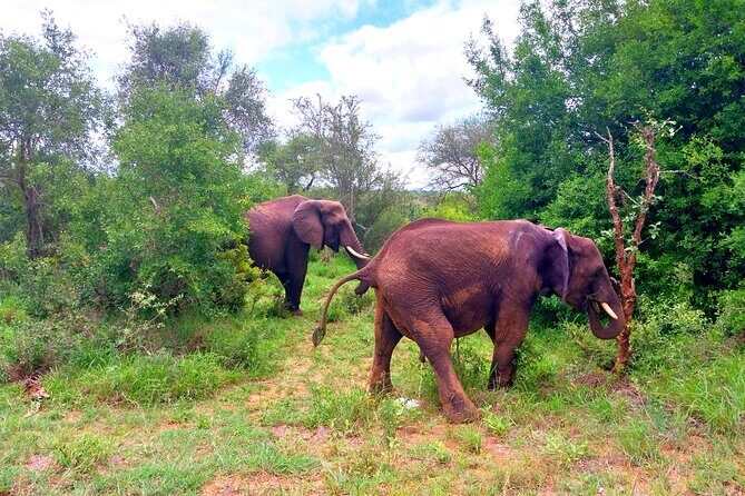 Kruger Park Full Day Guided Safari - Guide teamwork makes the difference (this is where Shadrack stands out)