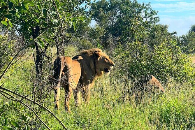 Kruger Park Full Day Guided Safari - What’s included (and what you’ll pay for yourself)