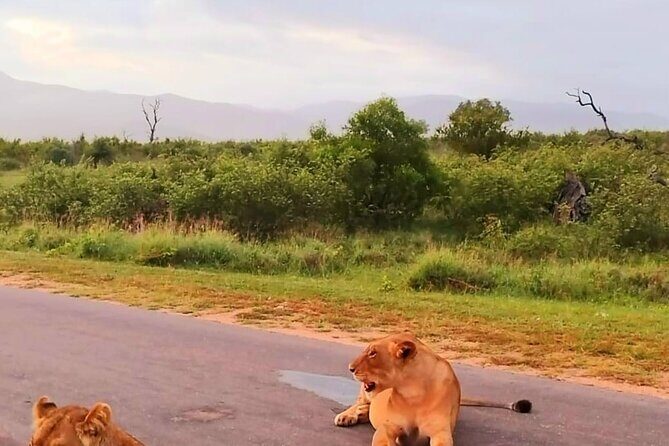 Kruger Park Full Day Guided Safari - Price and value: about $110 for a full day in Kruger