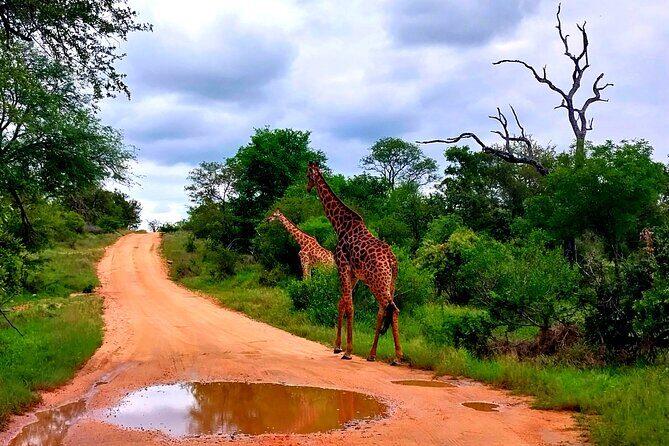 Kruger Park Full Day Guided Safari - The first game drive: where you meet Kruger’s full cast