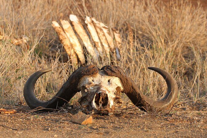 Kruger Park - Full day - Private safari vehicle - Key highlights you’ll actually feel