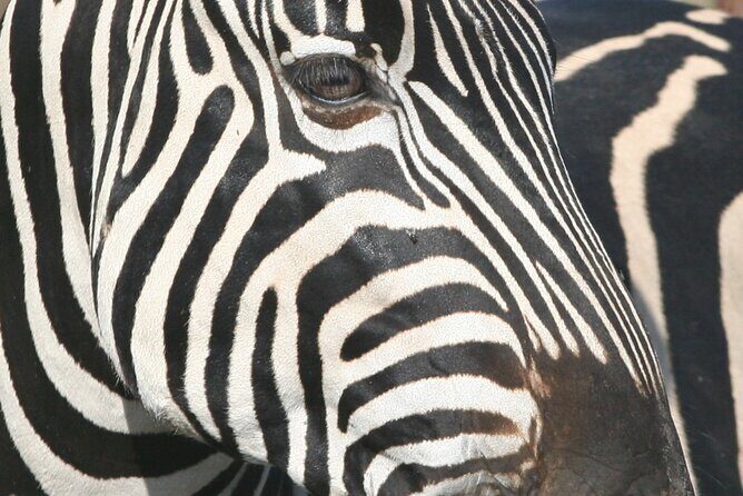 Kruger Park - Full day - Private safari vehicle - Private Kruger in a single day: why this format works