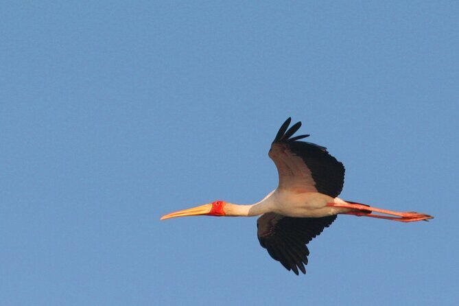 Kruger Park - Full day - Private safari vehicle - Timing, comfort, and the snack-box strategy that keeps the day fun