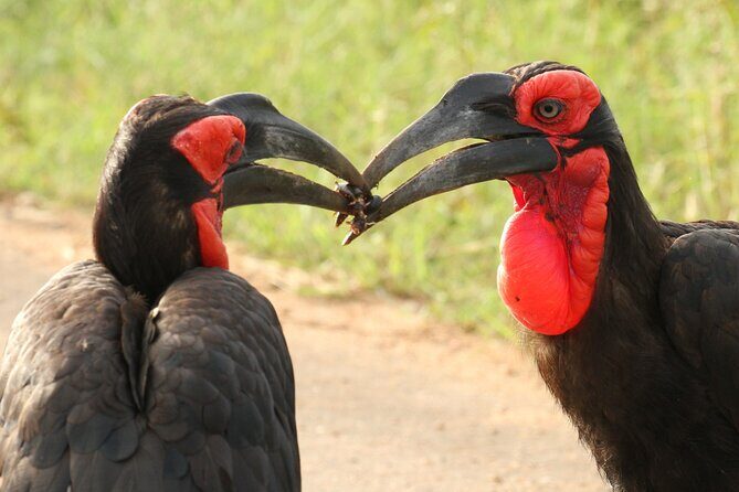 Kruger Park - Full day - Private safari vehicle - Value for money: $187.58 plus the part you’ll pay separately