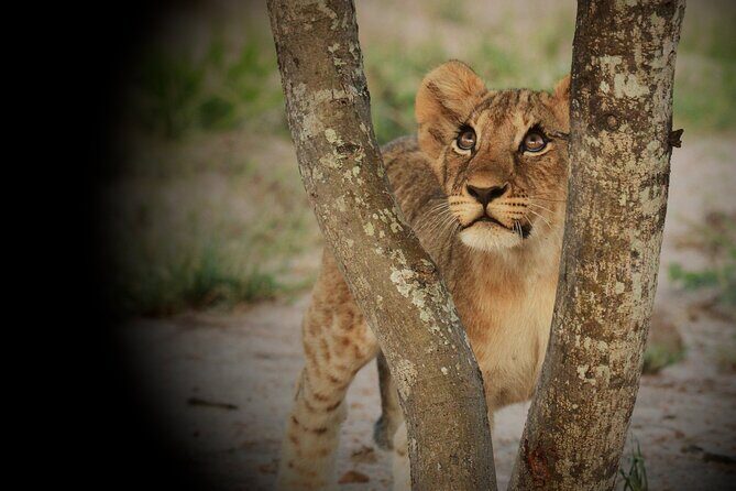 Kruger Park - Full day - Private safari vehicle - The guide makes the difference: Jakes (and Colette) style of safari