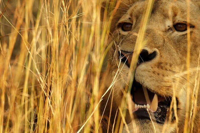 Kruger Park - Full day - Private safari vehicle - Who this full-day private safari fits best