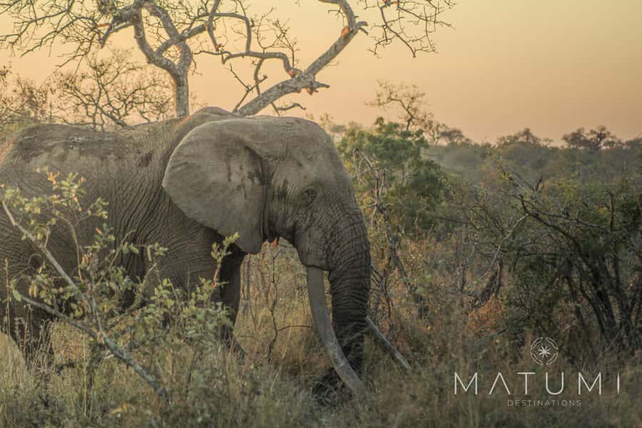 Kruger Park Full Day Safari From Hoedspruit - Key things that make this safari work