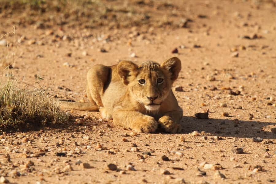Kruger Park Full Day Safari From Hoedspruit - Kruger from Hoedspruit: why a full day feels right