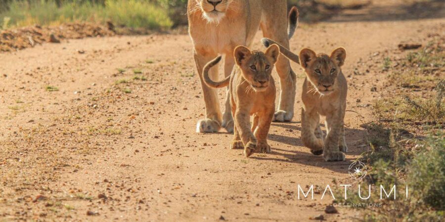 Kruger Park Full Day Safari From Hoedspruit - Inside Kruger for 8 hours: how the game drive section really feels