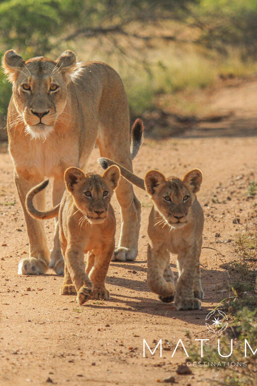 Kruger Park Full Day Safari From Hoedspruit - Small group of 10: why the vibe matters on a wildlife day