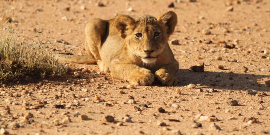 Kruger Park Full Day Safari From Hoedspruit - What to bring (and what helps your day go smoother)