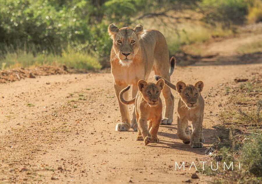 Kruger Park Full Day Safari From Hoedspruit - Open safari vehicle: better sightings, plus a comfort plan