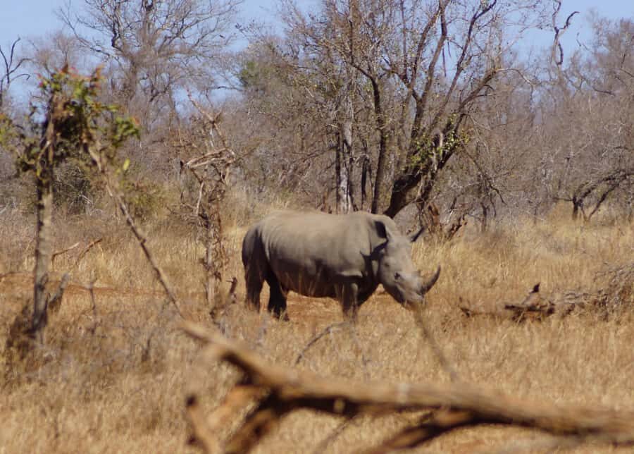 Kruger Park Safari from Maputo - Key points that make this Kruger day trip work
