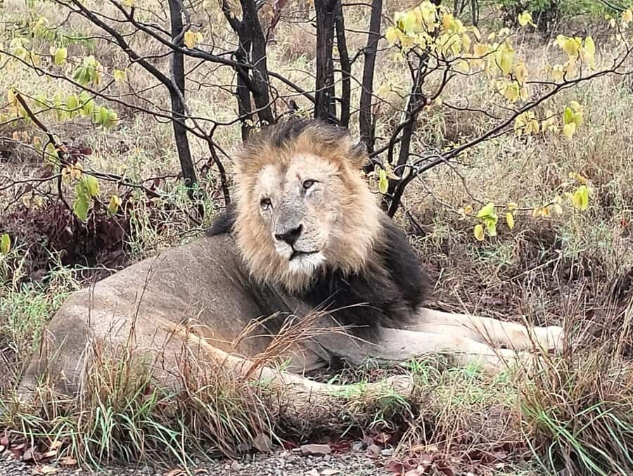 Kruger Park Safari from Maputo - Kruger from Maputo: fast transfer, real safari time