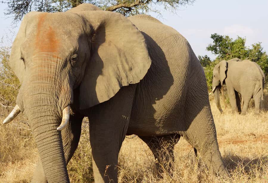 Kruger Park Safari from Maputo - Open-backed safari car: why this style is worth your time