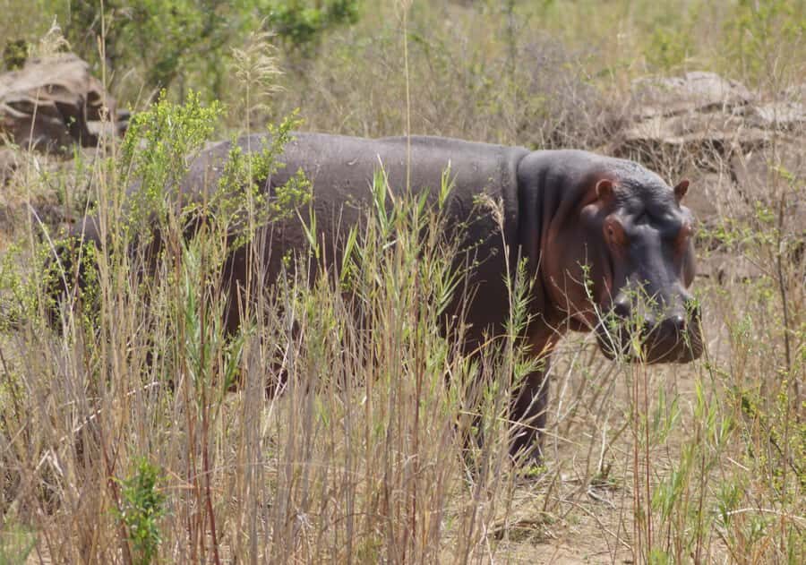 Kruger Park Safari from Maputo - Sabie River lunch stop: the practical break that can add sightings