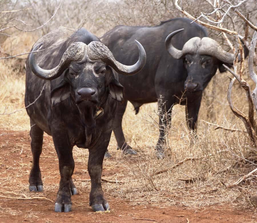 Kruger Park Safari from Maputo - Who this Kruger day trip suits best
