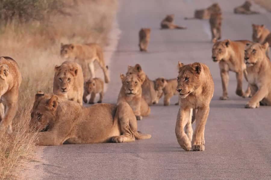 Kruger Park Safari from Maputo - The full 13-hour rhythm and what it means for you