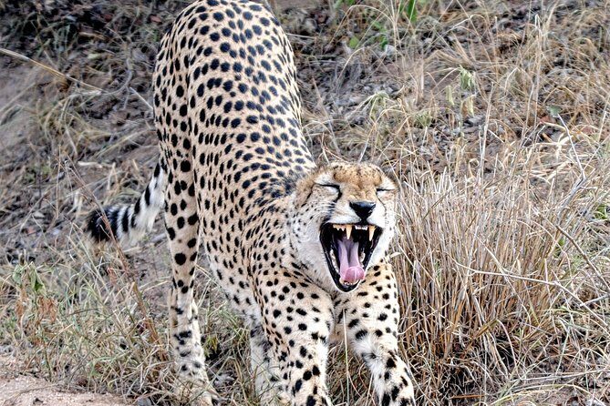 Kruger Park Safari: Guided Day Tour from Nelspruit - A 5:00 am start that changes your whole game