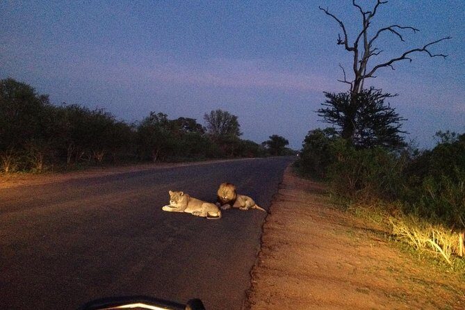 Kruger Park Safari: Guided Day Tour from Nelspruit - Learning on the move: flora, fauna, and guide names that show up often
