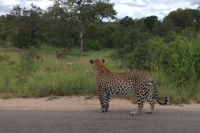 Kruger Park Safari: Guided Day Tour from Nelspruit - Lunch time and the food question you should not ignore