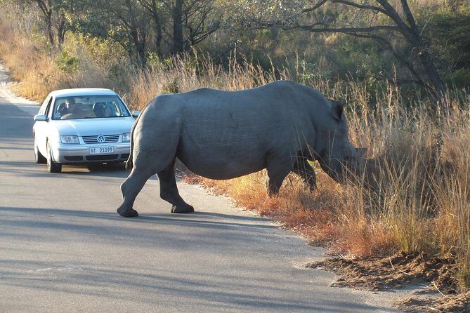 Kruger Park Safari: Guided Day Tour from Nelspruit - Group size, vehicle comfort, and how early mornings feel