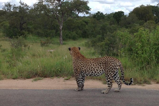 Kruger Park Safari: Guided Day Tour from Nelspruit - Nelspruit to Kruger: comfort, timing, and first sightings