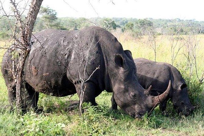 Kruger Park Safari - Half Day Game Drive from Hazyview - What you might see: Big Five energy without promises