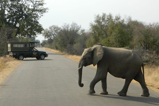 Kruger Park Safari - Half Day Game Drive from Hazyview - The open safari truck: what small-group really means