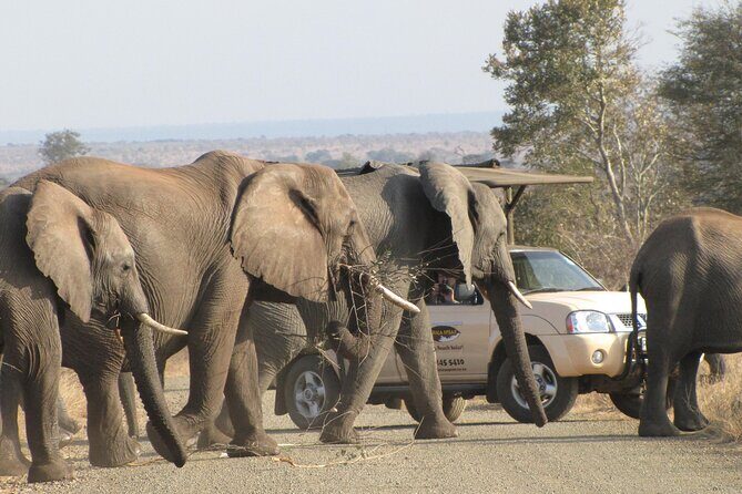 Kruger Park Safari Private Full-Day Tour from Marloth Park - Practical tips for your 5:30am start