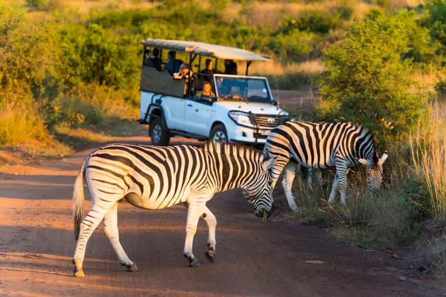 Kruger Park Scheduled Full day Safari Drive from Hoedspruit - Price and value: what you’re paying for (and what you’re not)