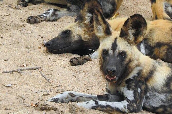 Kruger Safari Tour - Morning Half Day - Key things I’d focus on before you go