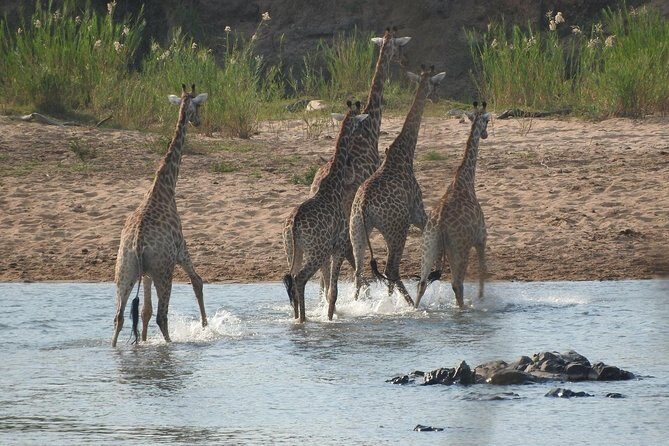 Kruger Safari Tour - Morning Half Day - Big Five chasing: how the main targets show up