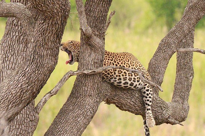 Kruger Safari Tour - Morning Half Day - Photo and comfort tips for an open-vehicle morning