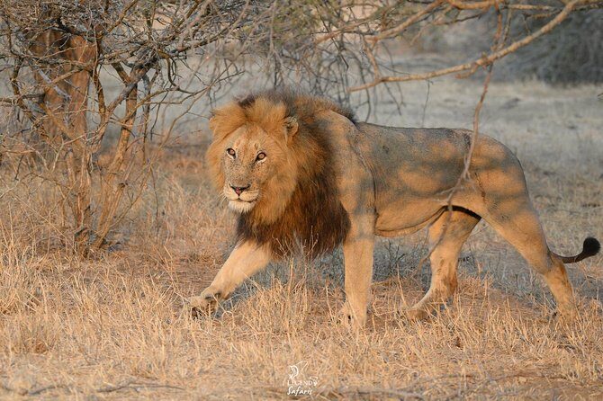 Kruger Safari Tour - Morning Half Day - Price and value: what $60.39 really buys you