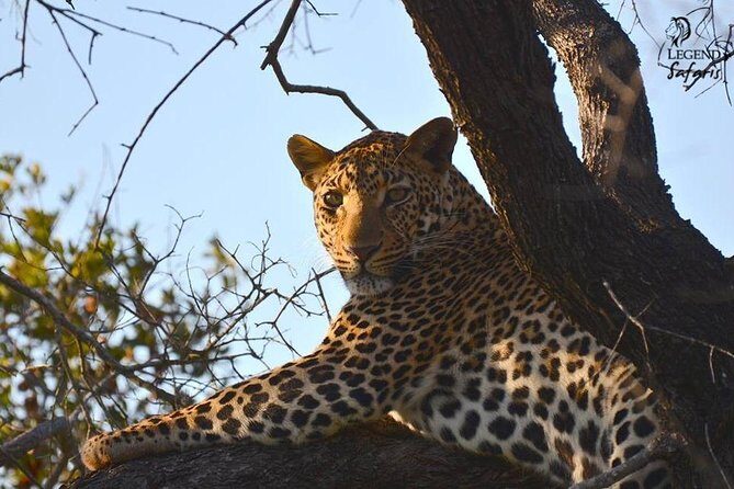 Kruger Safari Tour - Morning Half Day - Who should book this morning half-day safari