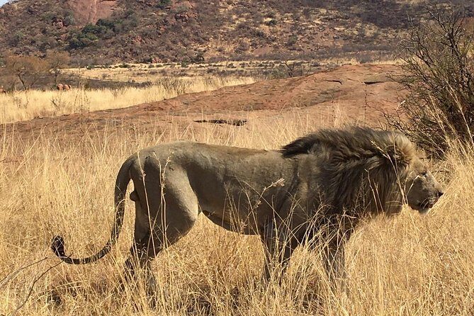 Lesedi cultural village and lion mini safari - Rhino and Lion Nature Reserve: what a 2-hour mini safari really means