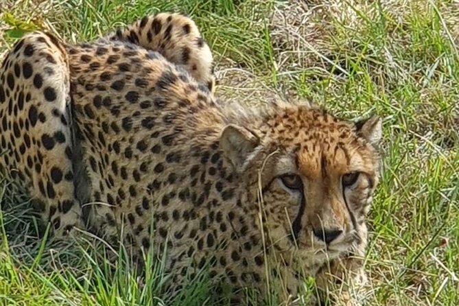Lesedi cultural village and lion mini safari - FAQ