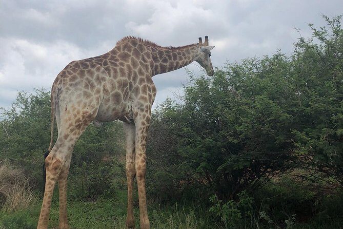 Lesedi cultural village and lion mini safari - Round-trip transfers and the day flow from Johannesburg or Pretoria
