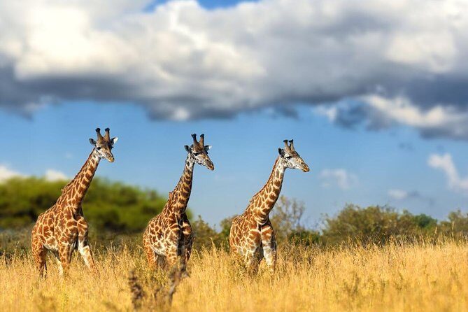 Lesedi Cultural Village and Lion Park Day Tour from Johannesburg - A Johannesburg double-stop built for culture and guaranteed lion sightings