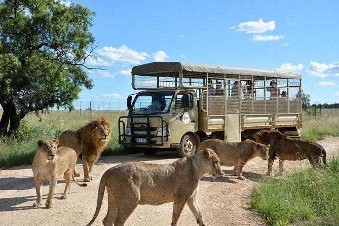 Lesedi Cultural Village and Lion Park Day Tour from Johannesburg - The day at a glance: pickup, travel, and timing that matters