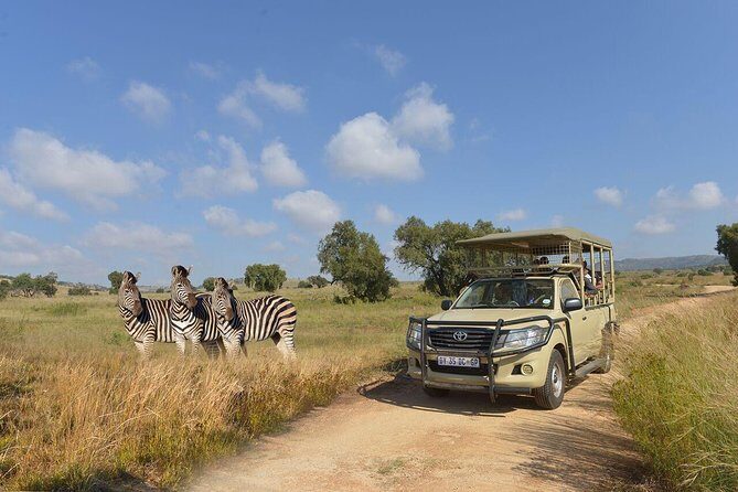 Lesedi Cultural Village and Lion Park Day Tour from Johannesburg - Lion Park Safari: white lions, cheetahs, and a focused 1-hour ride