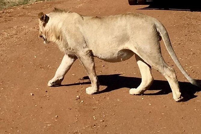 Lesedi Cultural Village and Lion Park tour - Guides and pacing: why Ben and Kelvin are worth mentioning